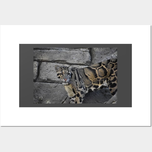 Clouded Leopard Wall Art by Sharonzoolady